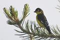 Lesser Goldfinch FtDavis Aug08 188